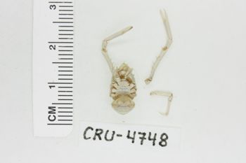 Media type: image;   Invertebrate Zoology CRU-4748 Description: Preserved specimen.;